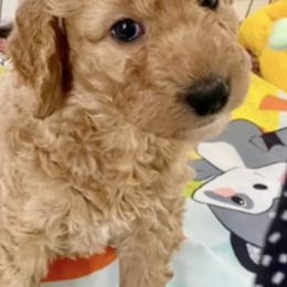 Goldendoodles from Suntini’s Posh Pets