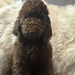 Rosie - Chocolate female Goldendoodle puppy in Arlington, Texas from Chambers Doodle Patch