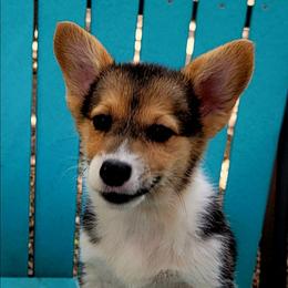 Blue bandana boy - Black and tan male Pembroke Welsh Corgi puppy in Cherokee, Oklahoma from MCS Farms-OK