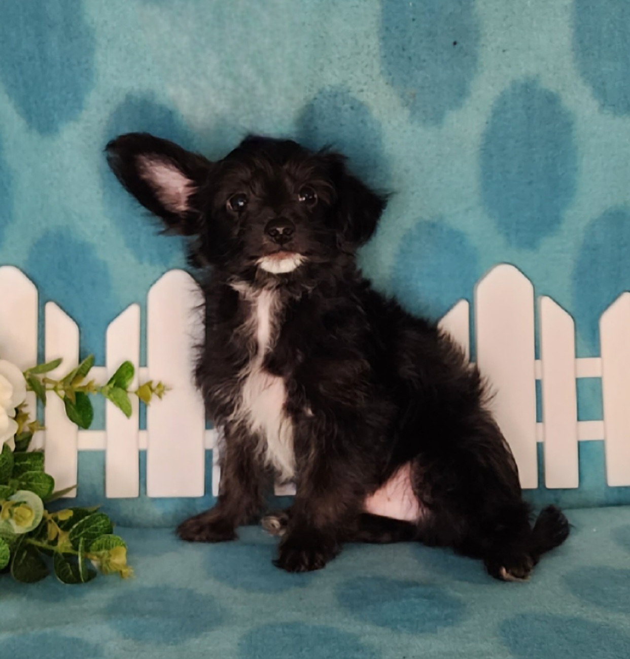Puppy Boy - Black male Yorkipoo puppy in Sequim, Washington from Spirit Valley Family