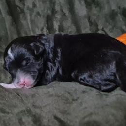 Clove - Black and white female Sheepadoodle puppy in Austin, Texas from Darling Doodles