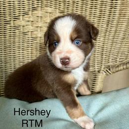 Boy 5 - Red tri male Miniature Australian Shepherd puppy in Roseville, California from Golden State Mini Aussies