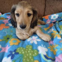 Dachshund Puppies from Western Slope English Cream Dachshund