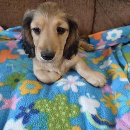 Dachshund Puppies from Western Slope English Cream Dachshund