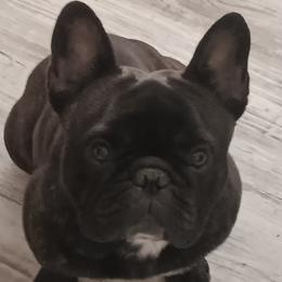 Reggie - French Bulldog