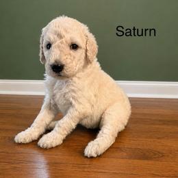 Saturn - White female Poodle puppy in Greenwich, New York from MizzElle’s Standard Poodles