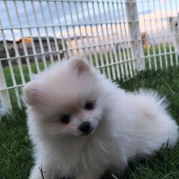 Pomeranian Puppies from Glacial Pomeranians