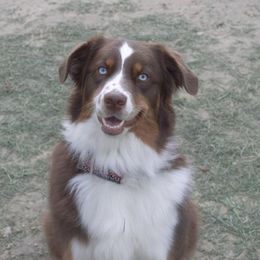 Australian Shepherds from Highland Aussies