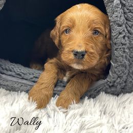 Wally - Red  male Goldendoodle puppy in State Road, North Carolina from Must Love Doodles