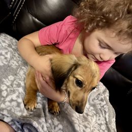 Bruce Cream AKC - Cream male Dachshund puppy in Magnolia, Texas from J&R Macias Dachshunds