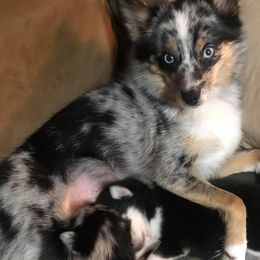 Pomskies from Wise Little Huskies