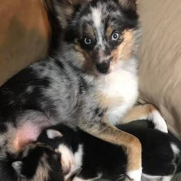 Pomskies from Wise Little Huskies