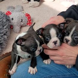 Boston Terrier and French Bulldog Puppies from Reds Studio