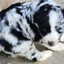 Spur - Blue merle male Aussiedoodle puppy in Mount Clare, West Virginia from Pineview Farms Australian Shepherds
