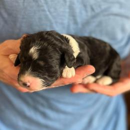 Cove - Tri-color female Bernedoodle puppy in Clarinda, Iowa from Root and Branch Bernedoodles
