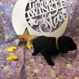 Star - Black Poodle puppy in Alaska from Nord Kennel