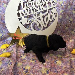 Star - Black Poodle puppy in Alaska from Nord Kennel