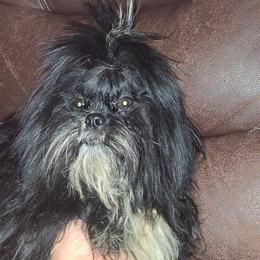 Boy 2 - Black and white male Shih Tzu puppy in Birmingham, Alabama from K&D kennels