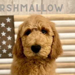 Marshmallow - Apricot Goldendoodle puppy in Houston, Texas from Golden Life Doodles