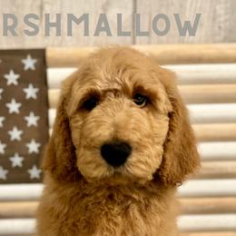 Marshmallow - Apricot Goldendoodle puppy in Houston, Texas from Golden Life Doodles