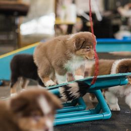 Australian Shepherd Puppies from Diamond Hill Australian Shepherds