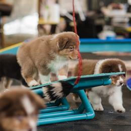 Australian Shepherd Puppies from Diamond Hill Australian Shepherds