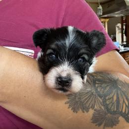 Oliver - White black and tan male Papillon puppy in Boardman, Ohio from Taliaferro Kennel