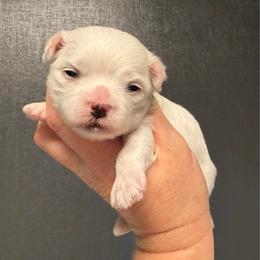 Aiden - White male Maltese puppy in Newport Beach, California from Exotic City Pomeranians and chihuahuas