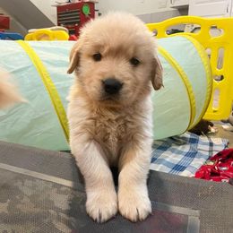 Girl 3 - Golden Retriever puppy in Newport, Pennsylvania from Liberty Golden Retrievers
