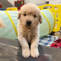 Girl 3 - Golden Retriever puppy in Newport, Pennsylvania from Liberty Golden Retrievers