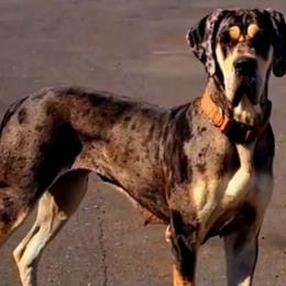 Tesla - Great Dane