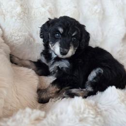Strawberry - Black phantom female Aussiedoodle puppy in North Royalton, Ohio from Johnson's Doodles