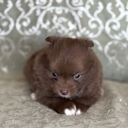 Bruizer - Chocolate male Pomeranian puppy in Wanette, Oklahoma from Council Creek Cuties