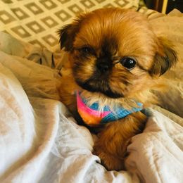 Shih Tzus from Curtis Imperials