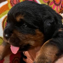Rain - Black and mahogany female Rottweiler puppy in Crothersville, Indiana from The Solid Rock Kennel