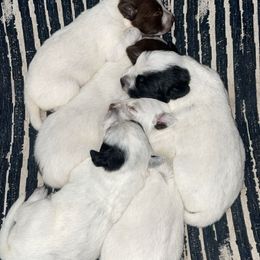 Australian Cattle Dog Puppies from Twisted C Heelers