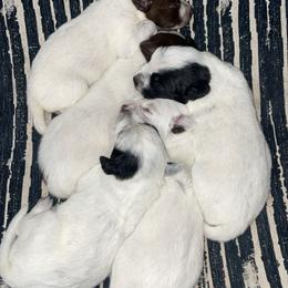 Australian Cattle Dog Puppies from Twisted C Heelers