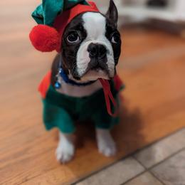 Boston Terrier Puppies from Our Gang Bostons