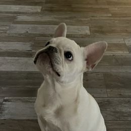 French Bulldogs from Caliz Finest Frenchies