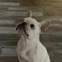 French Bulldogs from Caliz Finest Frenchies
