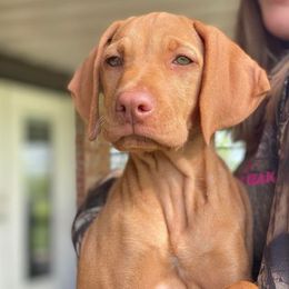 Vizsla Puppies from Kayla Peters' Vizslas