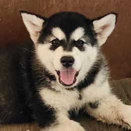 Girl 2 'Onyx' lime green collar - Gray and white female Alaskan Malamute puppy in Grayson County, Virginia from River Bend Malamutes