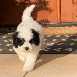 Orange Boy - Black and white male Bernedoodle puppy in Fort Gibson, Oklahoma from Waggle Doodles