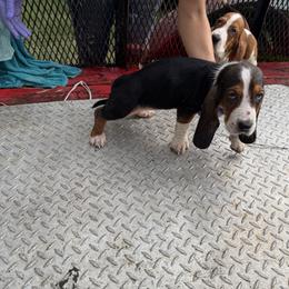 Basset Hound All Grown Up from Donald Swafford