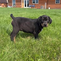 Justice - Black male Catahoula Leopard Dog puppy in Forbes, Minnesota from North Country Catahoulas