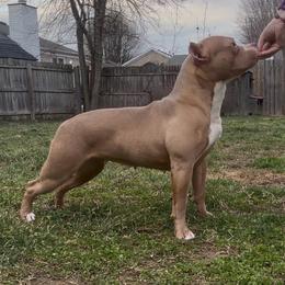 Tang - American Bully