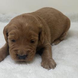Girl 4 - Apricot female Goldendoodle puppy in Haleyville, Alabama from Susan’s Prefurred Doodles