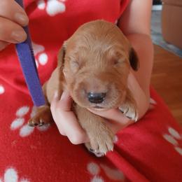 Purple - Dark golden female Golden Retriever puppy in Lanesboro, Minnesota from Eagle Ridge Golden Retrievers