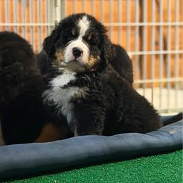 Vintage Smoke - Black tan and white male Bernese Mountain Dog puppy in Winigan, Missouri from Home Sweet Bernese