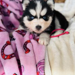 Pawndi - Black and white female Pomsky puppy in Yavapai County, Arizona from Pawsh Pomskies